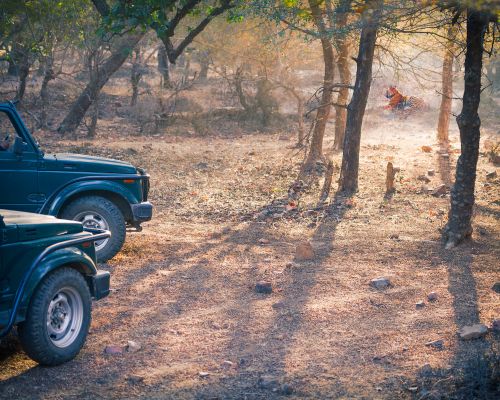 Pench & Tadoba